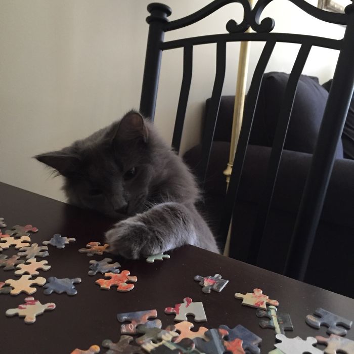 30 Photos That Show The Reality Of Trying To Finish A Puzzle With Your Cat 30 Photos That Show The Reality Of Trying To Finish A Puzzle With Your Cat