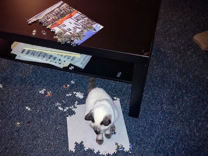 30 Photos That Show The Reality Of Trying To Finish A Puzzle With Your Cat 30 Photos That Show The Reality Of Trying To Finish A Puzzle With Your Cat