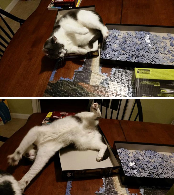 30 Photos That Show The Reality Of Trying To Finish A Puzzle With Your Cat 30 Photos That Show The Reality Of Trying To Finish A Puzzle With Your Cat