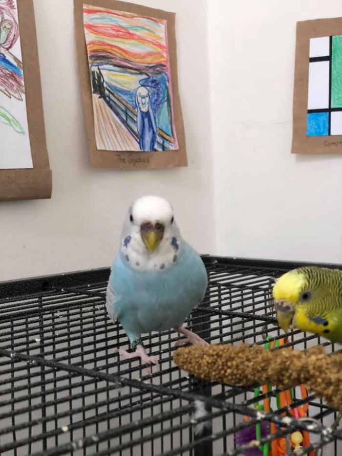 My Friend Created A Tiny Art Gallery For Her 7 Budgies My Friend Created A Tiny Art Gallery For Her 7 Budgies