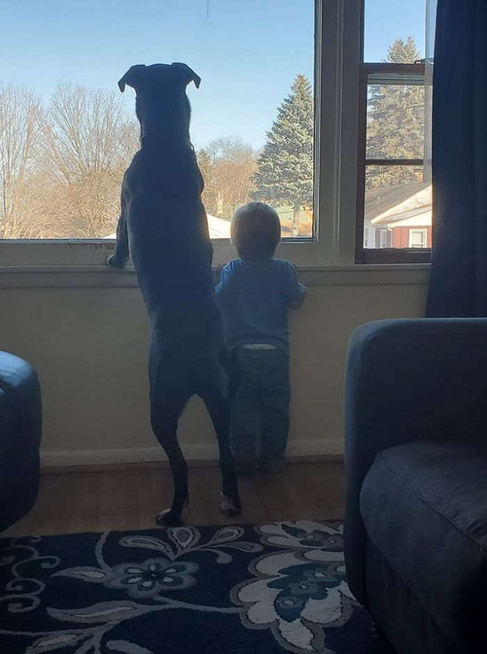 30 Times Dogs Turned Out To Be A Different Breed Than The Owners Anticipated 30 Times Dogs Turned Out To Be A Different Breed Than The Owners Anticipated