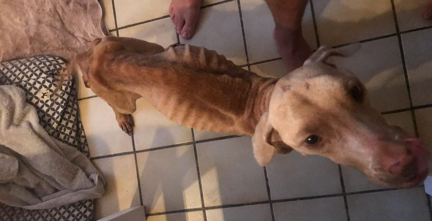 Guy Jumped The Fence To “Steal” A Starving Dog From Negligent Owners, Gets Kudos From The Internet Guy Jumped The Fence To “Steal” A Starving Dog From Negligent Owners, Gets Kudos From The Internet