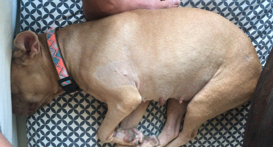 Guy Jumped The Fence To “Steal” A Starving Dog From Negligent Owners, Gets Kudos From The Internet Guy Jumped The Fence To “Steal” A Starving Dog From Negligent Owners, Gets Kudos From The Internet