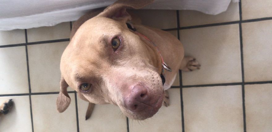 Guy Jumped The Fence To “Steal” A Starving Dog From Negligent Owners, Gets Kudos From The Internet Guy Jumped The Fence To “Steal” A Starving Dog From Negligent Owners, Gets Kudos From The Internet