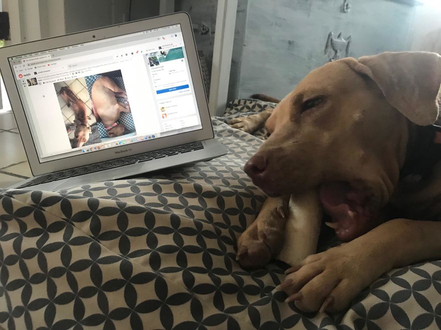 Guy Jumped The Fence To “Steal” A Starving Dog From Negligent Owners, Gets Kudos From The Internet Guy Jumped The Fence To “Steal” A Starving Dog From Negligent Owners, Gets Kudos From The Internet