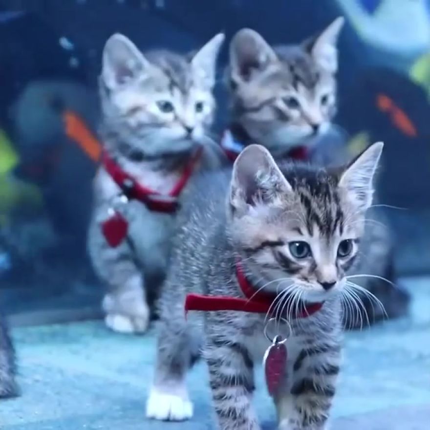 These Kittens And Pups Got To Explore A Giant Aquarium And It’s Probably What We All Need In These Dark Times (32 Pics) These Kittens And Pups Got To Explore A Giant Aquarium And It’s Probably What We All Need In These Dark Times (32 Pics)