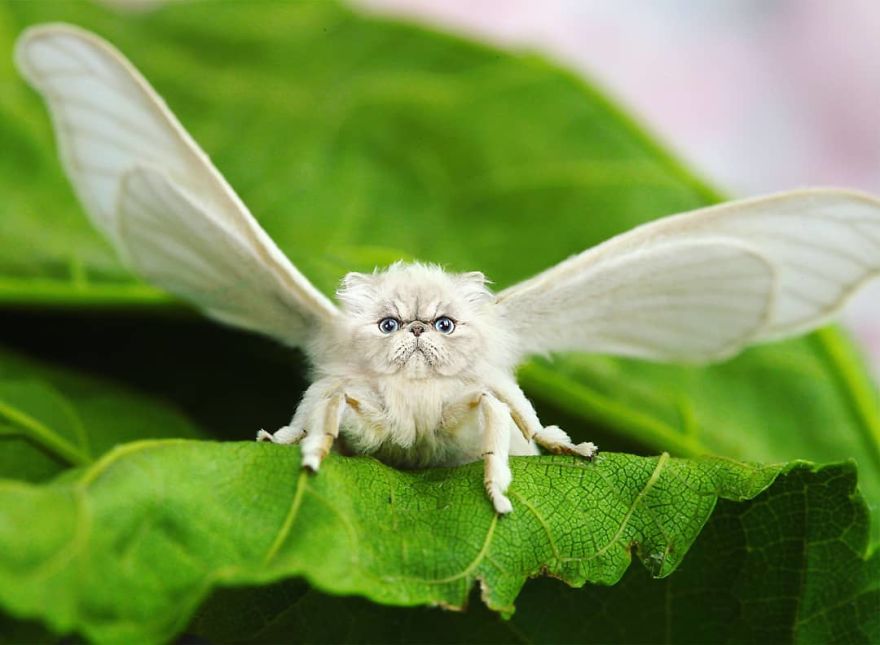 Artist Creates The Stupidest Animal Hybrids He Can Think Of (26 New Pics) Artist Creates The Stupidest Animal Hybrids He Can Think Of (26 New Pics)