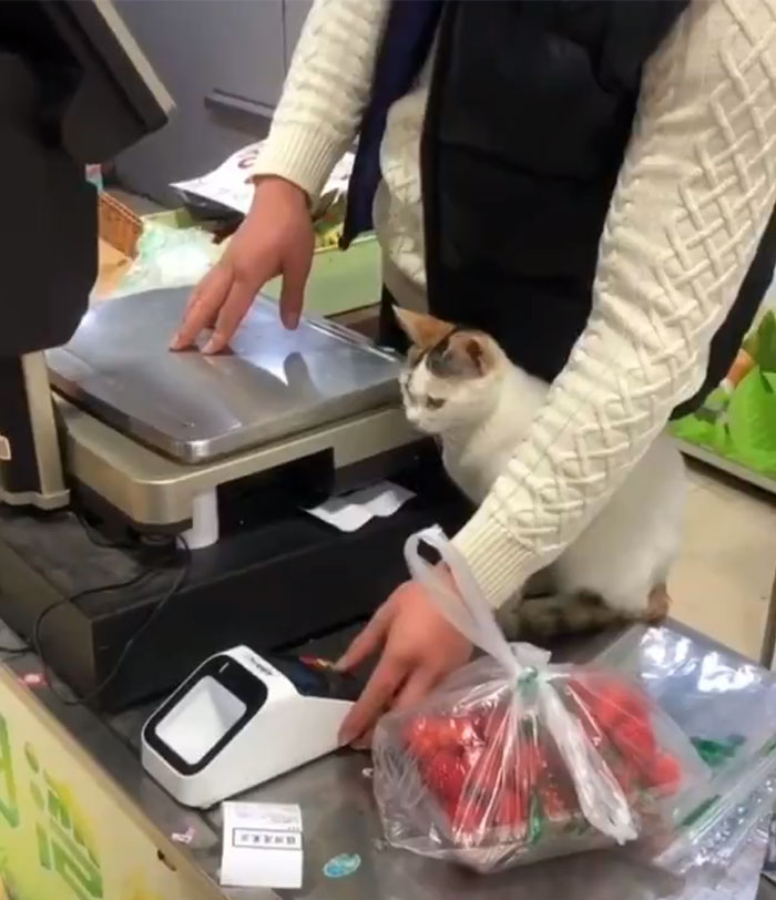 This Twitter Account Collects Photos Of Cats In Small Shops Looking Like They Own The Place This Twitter Account Collects Photos Of Cats In Small Shops Looking Like They Own The Place