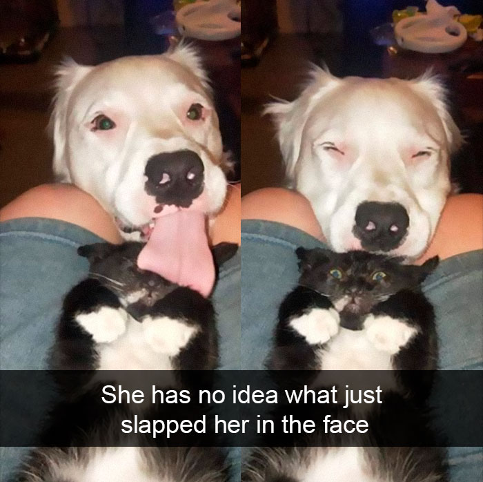 35 Hilarious Cat Snapchats That Will Put A Smile On Your Face (New Pics)