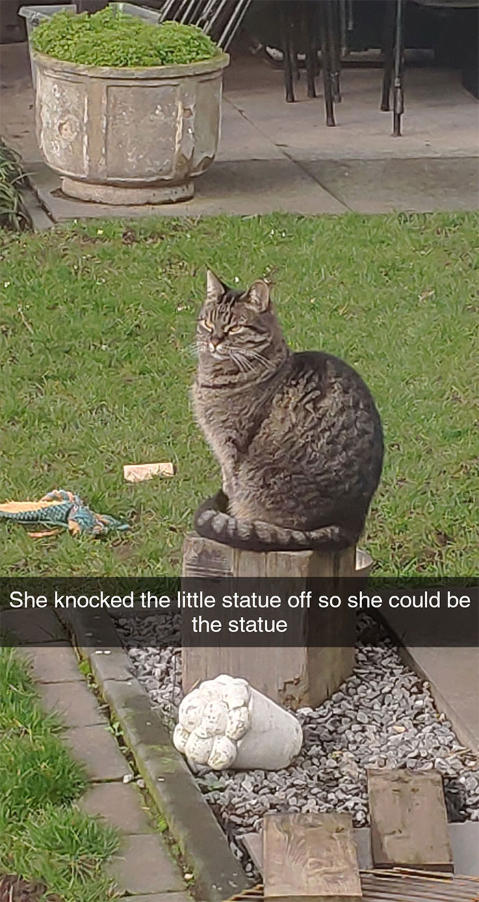 35 Hilarious Cat Snapchats That Will Put A Smile On Your Face (New Pics)