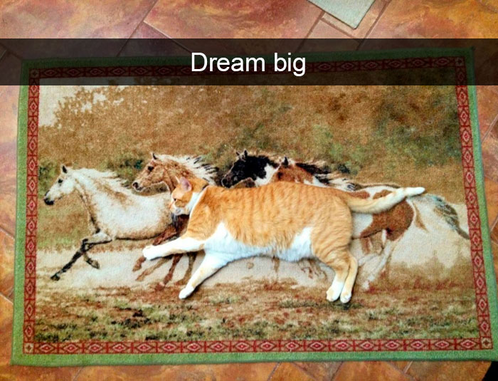 35 Hilarious Cat Snapchats That Will Put A Smile On Your Face (New Pics)