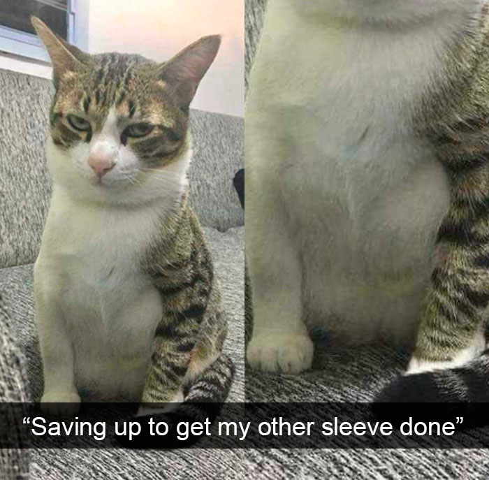 35 Hilarious Cat Snapchats That Will Put A Smile On Your Face (New Pics)