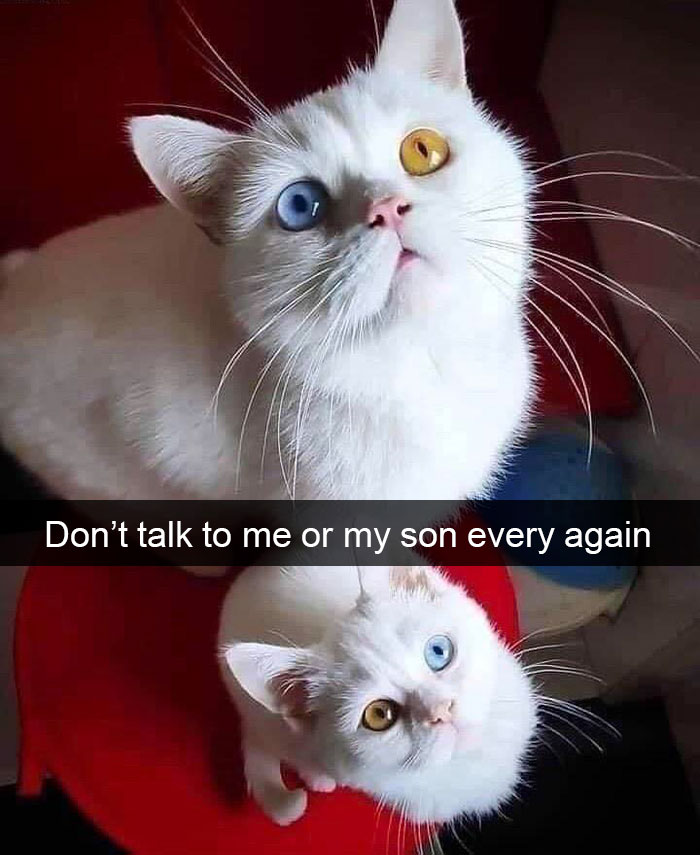 35 Hilarious Cat Snapchats That Will Put A Smile On Your Face (New Pics)