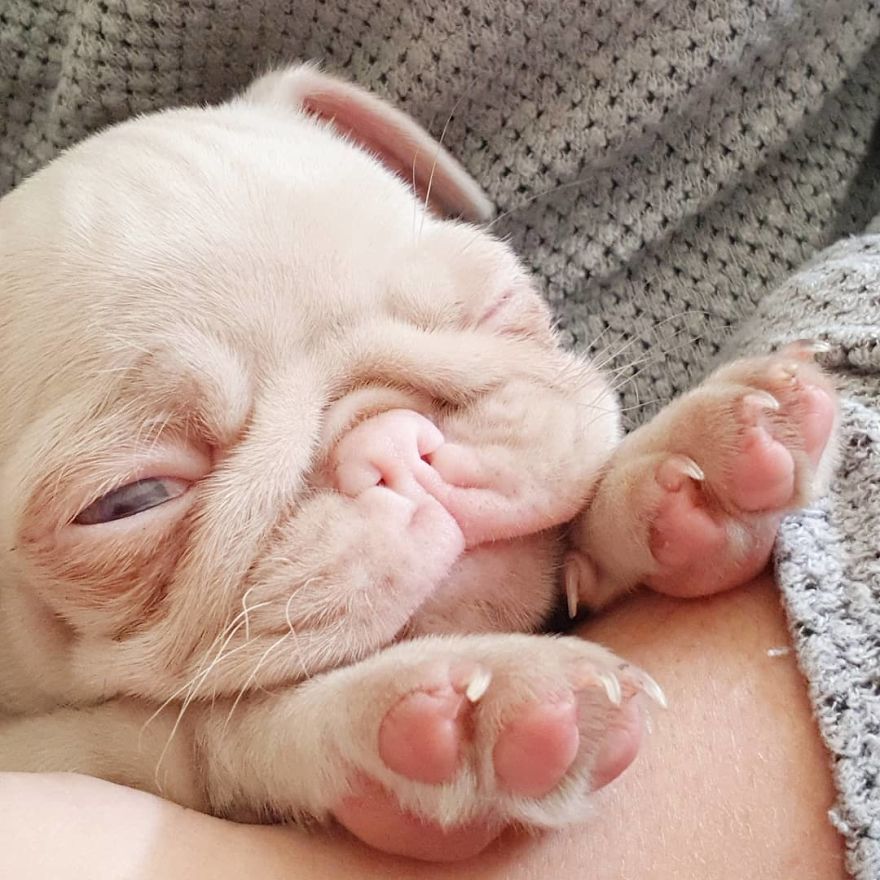 One Of Less Than 100 Pink Pugs In The World ‘Milkshake’ Is Stealing Hearts On Instagram One Of Less Than 100 Pink Pugs In The World ‘Milkshake’ Is Stealing Hearts On Instagram