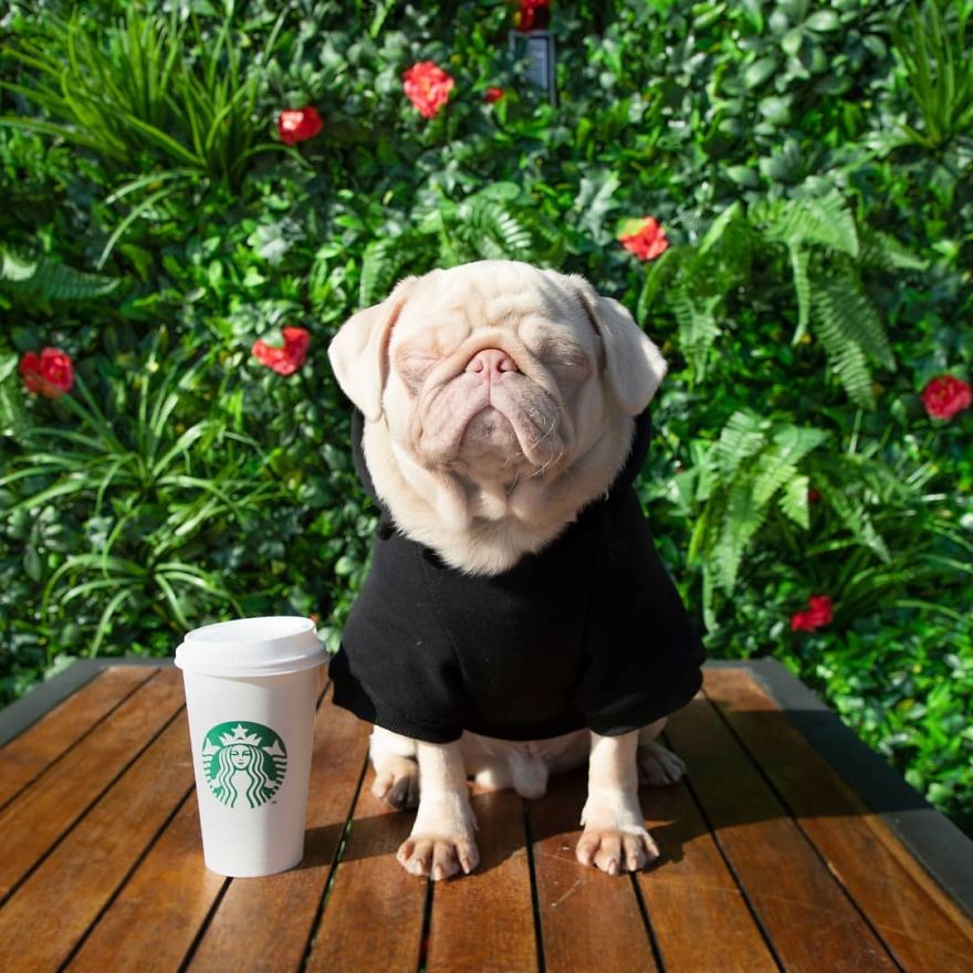 One Of Less Than 100 Pink Pugs In The World ‘Milkshake’ Is Stealing Hearts On Instagram One Of Less Than 100 Pink Pugs In The World ‘Milkshake’ Is Stealing Hearts On Instagram