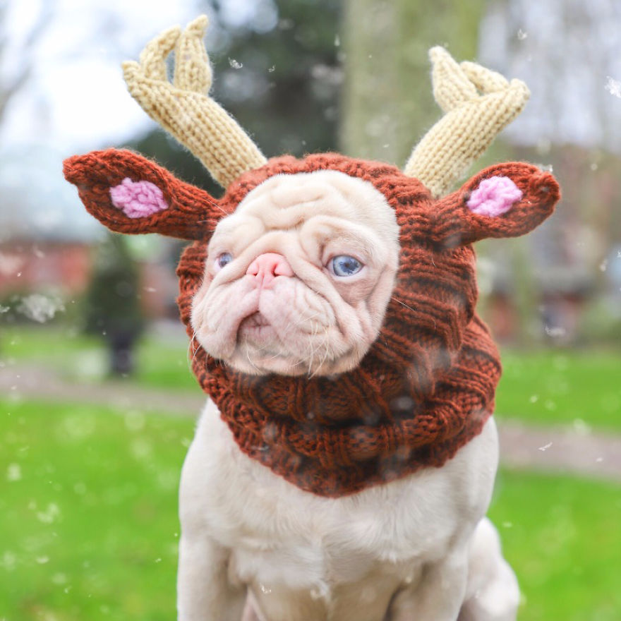 One Of Less Than 100 Pink Pugs In The World ‘Milkshake’ Is Stealing Hearts On Instagram One Of Less Than 100 Pink Pugs In The World ‘Milkshake’ Is Stealing Hearts On Instagram