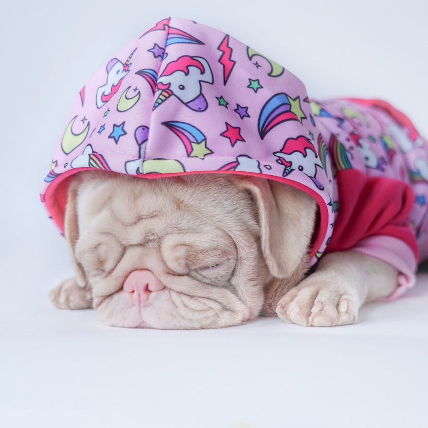 One Of Less Than 100 Pink Pugs In The World ‘Milkshake’ Is Stealing Hearts On Instagram One Of Less Than 100 Pink Pugs In The World ‘Milkshake’ Is Stealing Hearts On Instagram