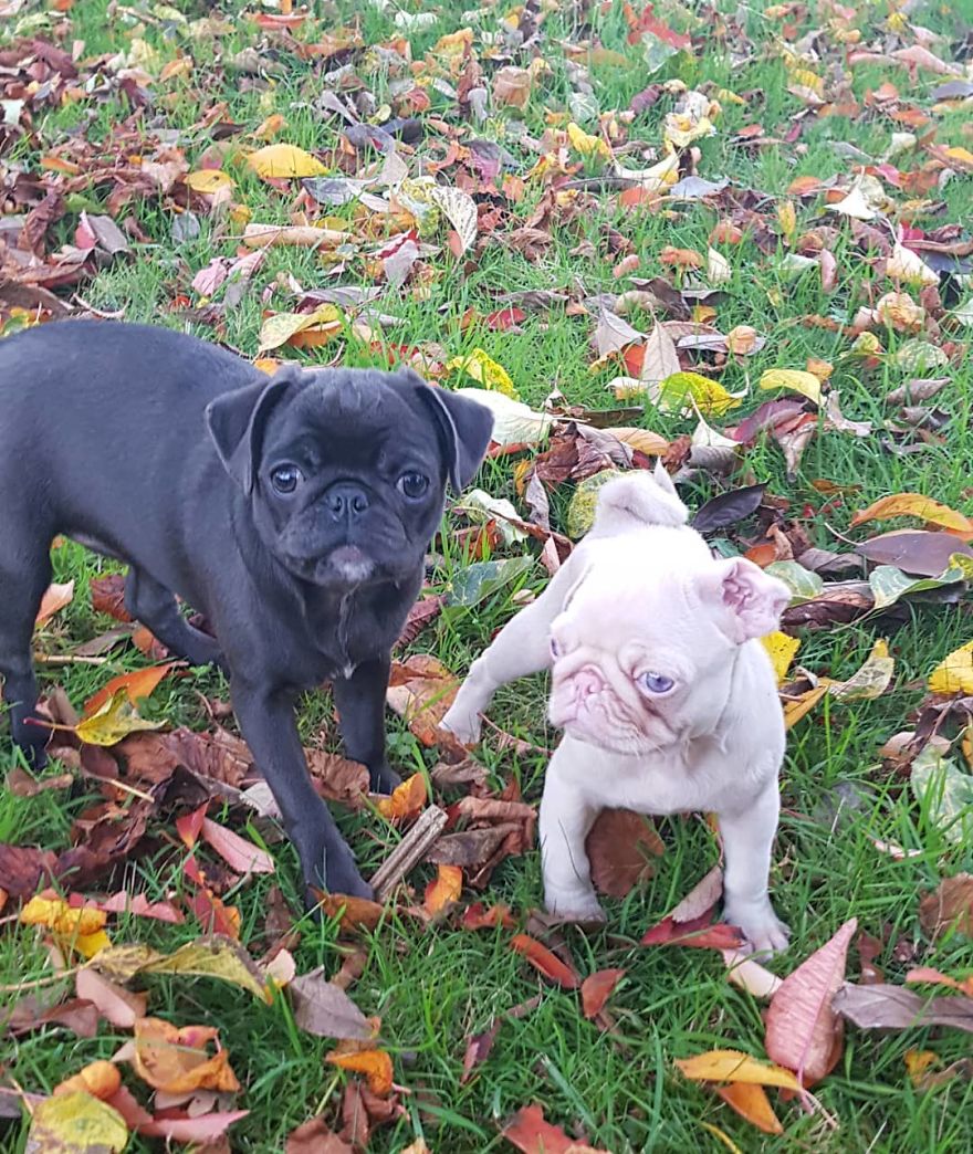 One Of Less Than 100 Pink Pugs In The World ‘Milkshake’ Is Stealing Hearts On Instagram One Of Less Than 100 Pink Pugs In The World ‘Milkshake’ Is Stealing Hearts On Instagram