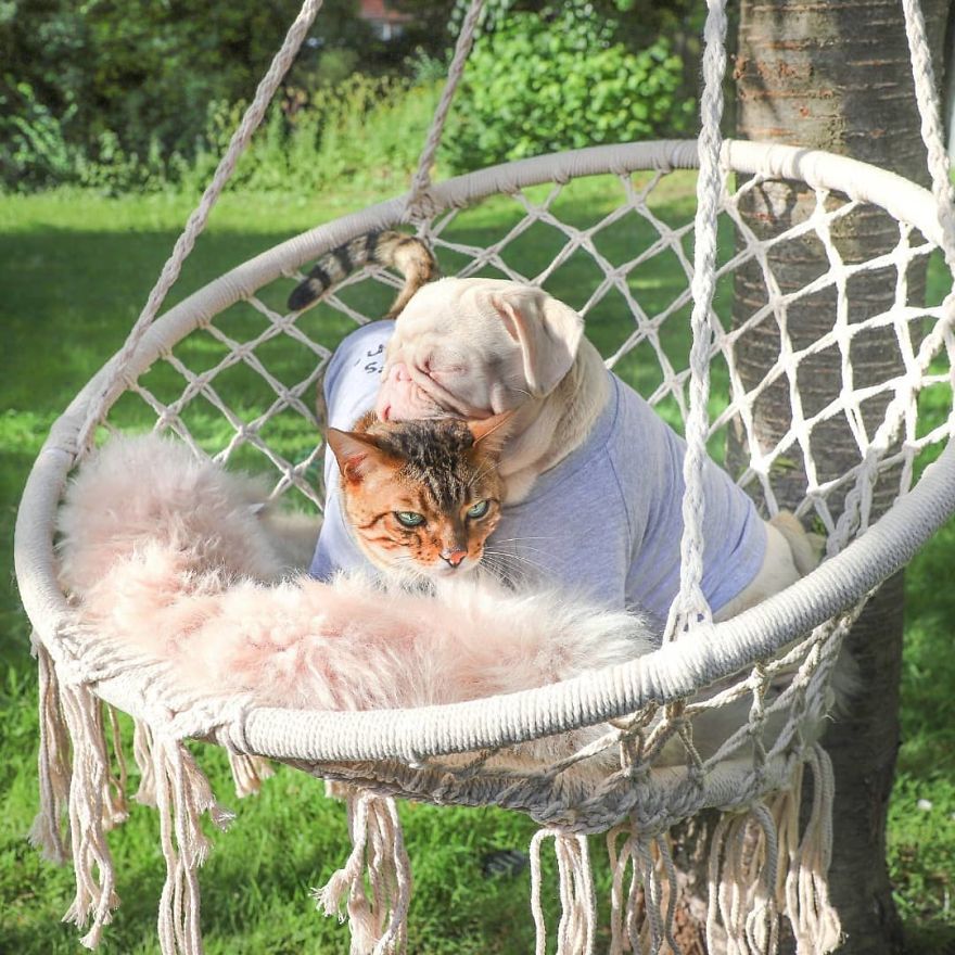 One Of Less Than 100 Pink Pugs In The World ‘Milkshake’ Is Stealing Hearts On Instagram One Of Less Than 100 Pink Pugs In The World ‘Milkshake’ Is Stealing Hearts On Instagram
