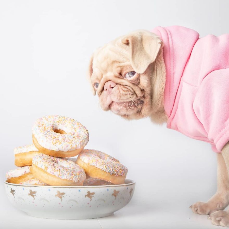 One Of Less Than 100 Pink Pugs In The World ‘Milkshake’ Is Stealing Hearts On Instagram One Of Less Than 100 Pink Pugs In The World ‘Milkshake’ Is Stealing Hearts On Instagram