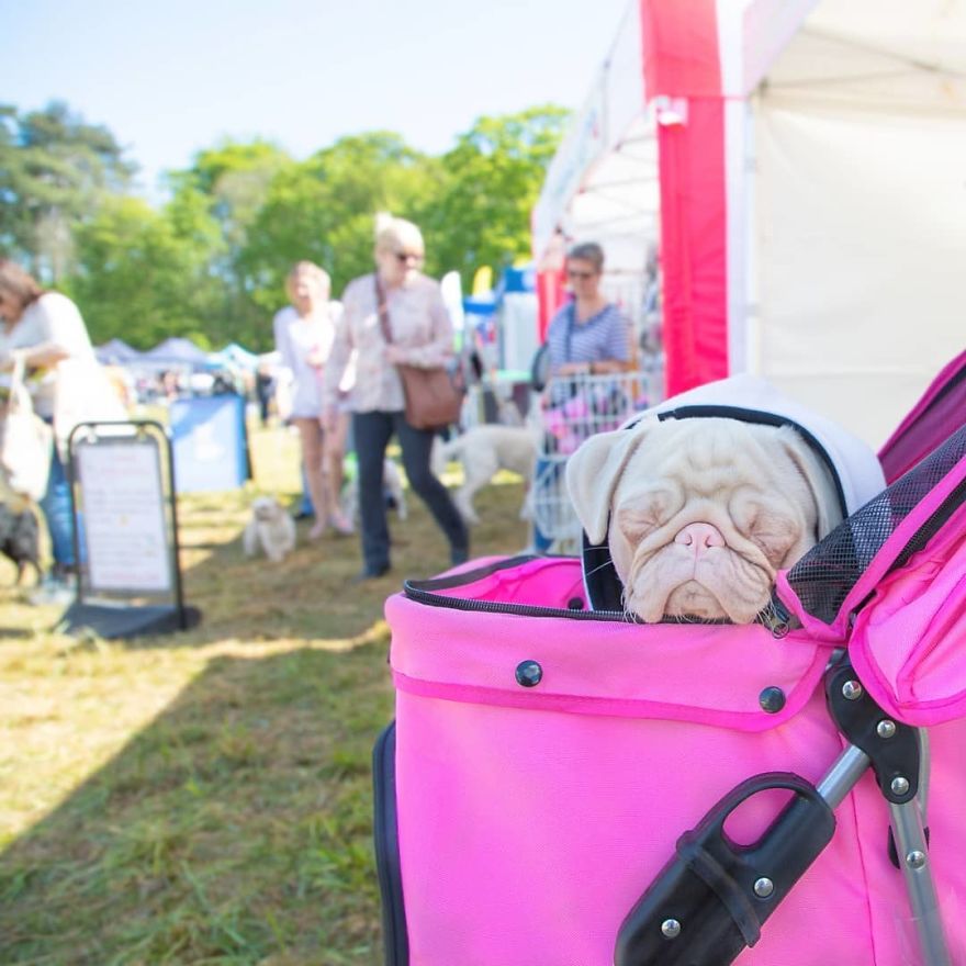 One Of Less Than 100 Pink Pugs In The World ‘Milkshake’ Is Stealing Hearts On Instagram One Of Less Than 100 Pink Pugs In The World ‘Milkshake’ Is Stealing Hearts On Instagram