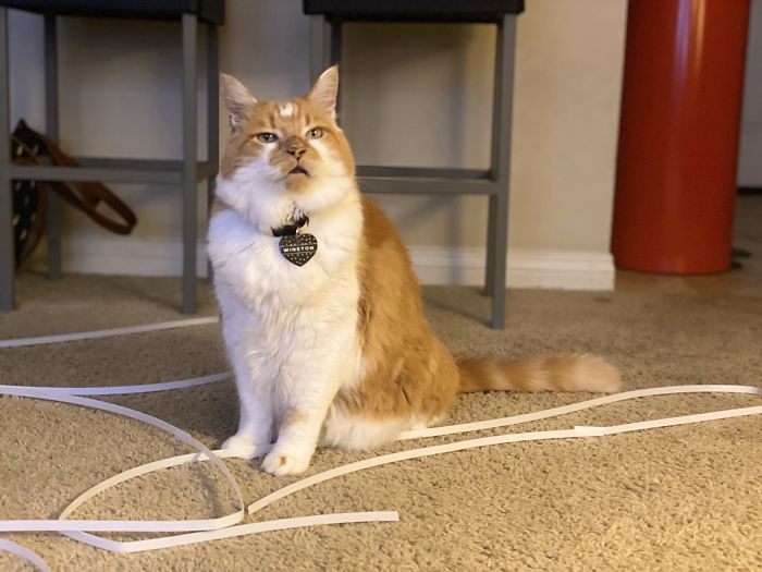 Someone Says To Refer To Your Pet As ‘The Drunk Guy At The Back Of The Bar’ And People Deliver (30 Posts) Someone Says To Refer To Your Pet As ‘The Drunk Guy At The Back Of The Bar’ And People Deliver (30 Posts)