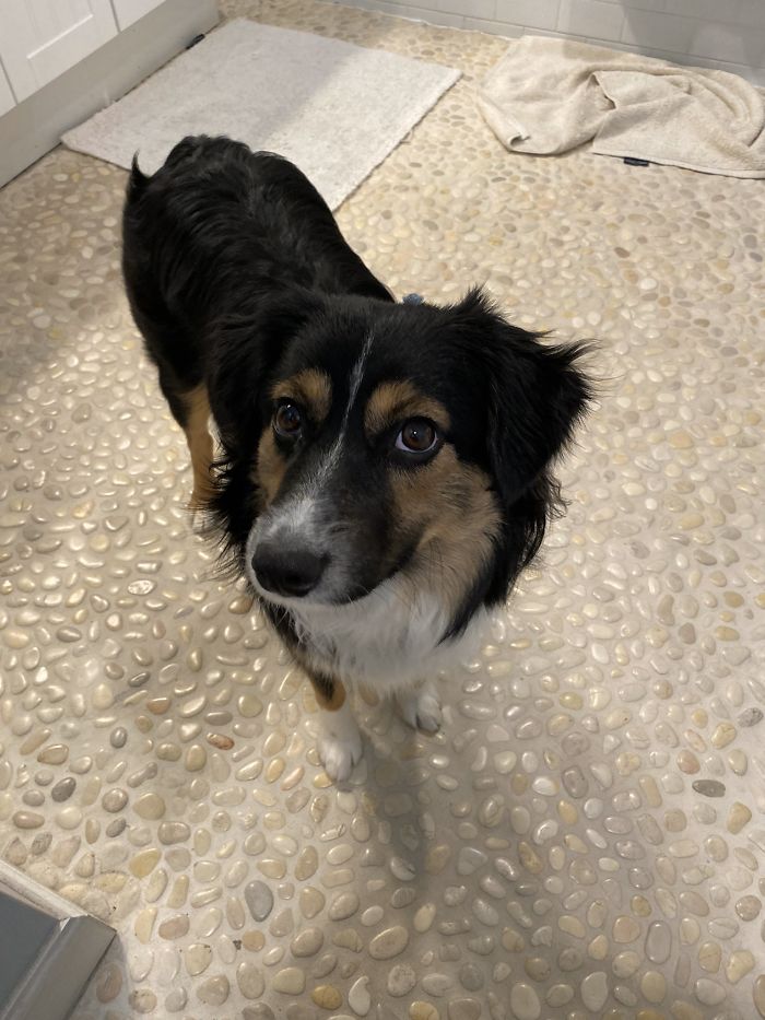 Someone Says To Refer To Your Pet As ‘The Drunk Guy At The Back Of The Bar’ And People Deliver (30 Posts) Someone Says To Refer To Your Pet As ‘The Drunk Guy At The Back Of The Bar’ And People Deliver (30 Posts)