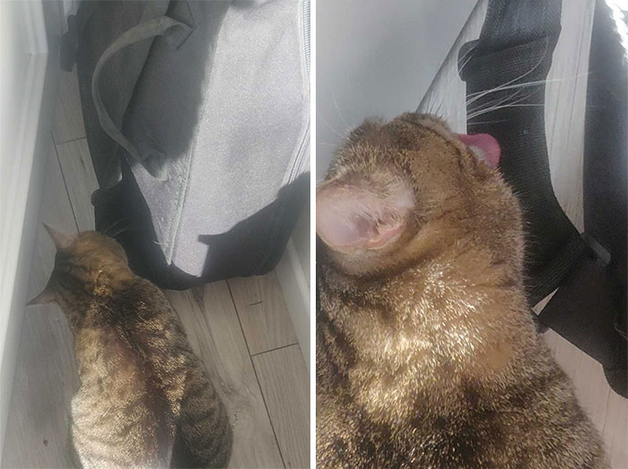 Someone Says To Refer To Your Pet As ‘The Drunk Guy At The Back Of The Bar’ And People Deliver (30 Posts) Someone Says To Refer To Your Pet As ‘The Drunk Guy At The Back Of The Bar’ And People Deliver (30 Posts)