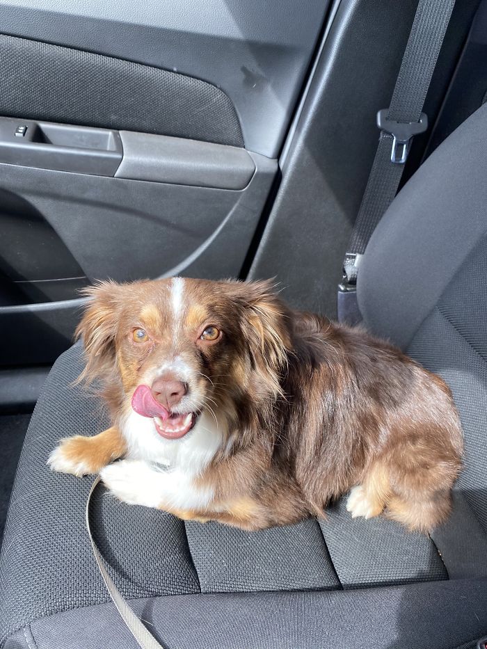 Someone Says To Refer To Your Pet As ‘The Drunk Guy At The Back Of The Bar’ And People Deliver (30 Posts) Someone Says To Refer To Your Pet As ‘The Drunk Guy At The Back Of The Bar’ And People Deliver (30 Posts)