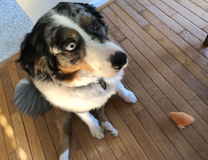 Someone Says To Refer To Your Pet As ‘The Drunk Guy At The Back Of The Bar’ And People Deliver (30 Posts) Someone Says To Refer To Your Pet As ‘The Drunk Guy At The Back Of The Bar’ And People Deliver (30 Posts)