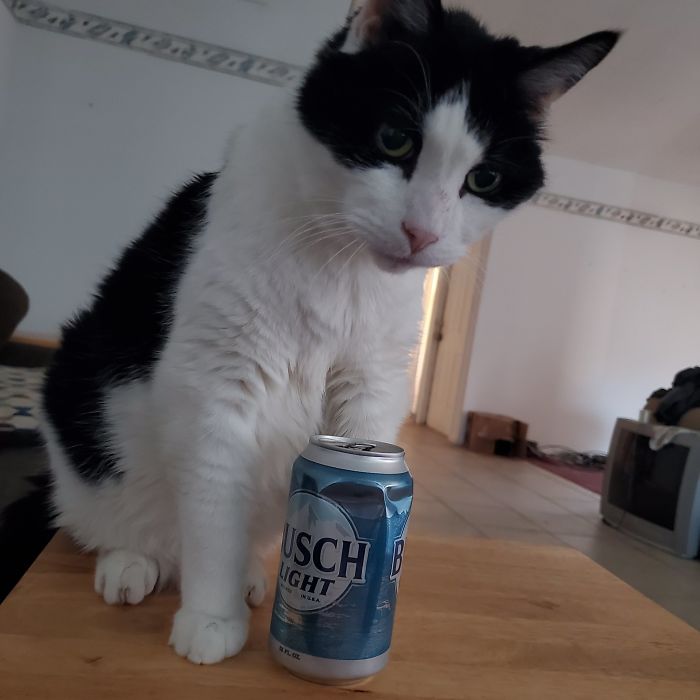 Someone Says To Refer To Your Pet As ‘The Drunk Guy At The Back Of The Bar’ And People Deliver (30 Posts) Someone Says To Refer To Your Pet As ‘The Drunk Guy At The Back Of The Bar’ And People Deliver (30 Posts)