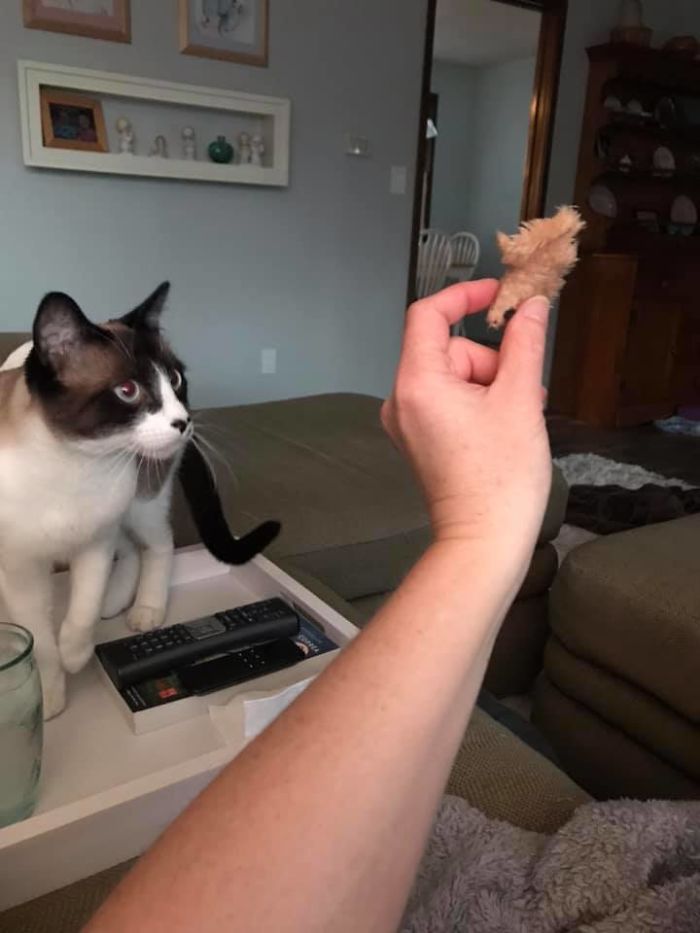 Someone Says To Refer To Your Pet As ‘The Drunk Guy At The Back Of The Bar’ And People Deliver (30 Posts) Someone Says To Refer To Your Pet As ‘The Drunk Guy At The Back Of The Bar’ And People Deliver (30 Posts)