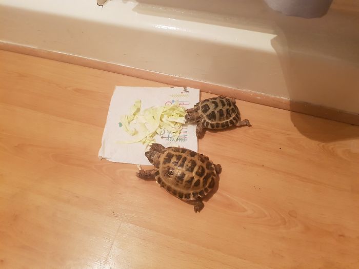 Someone Says To Refer To Your Pet As ‘The Drunk Guy At The Back Of The Bar’ And People Deliver (30 Posts) Someone Says To Refer To Your Pet As ‘The Drunk Guy At The Back Of The Bar’ And People Deliver (30 Posts)