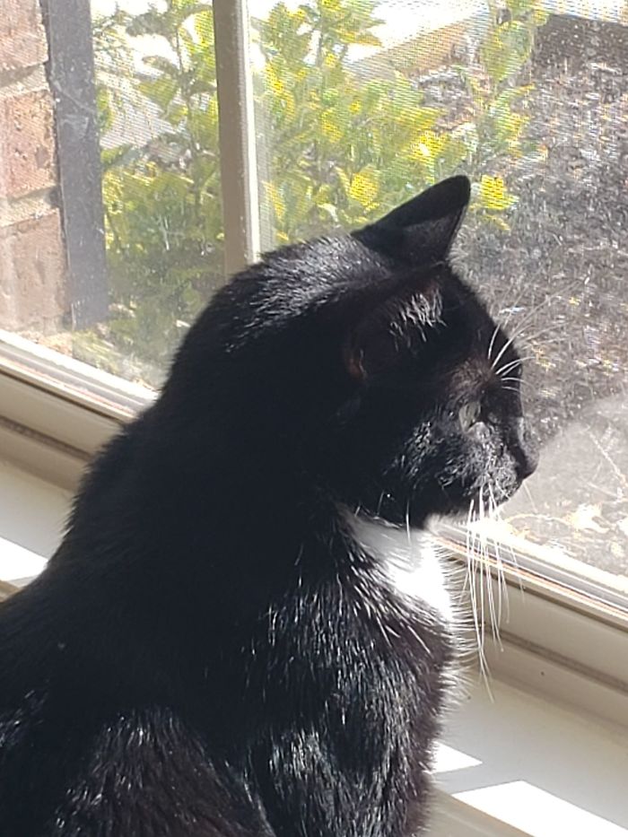 Someone Says To Refer To Your Pet As ‘The Drunk Guy At The Back Of The Bar’ And People Deliver (30 Posts) Someone Says To Refer To Your Pet As ‘The Drunk Guy At The Back Of The Bar’ And People Deliver (30 Posts)