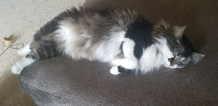 Someone Says To Refer To Your Pet As ‘The Drunk Guy At The Back Of The Bar’ And People Deliver (30 Posts) Someone Says To Refer To Your Pet As ‘The Drunk Guy At The Back Of The Bar’ And People Deliver (30 Posts)