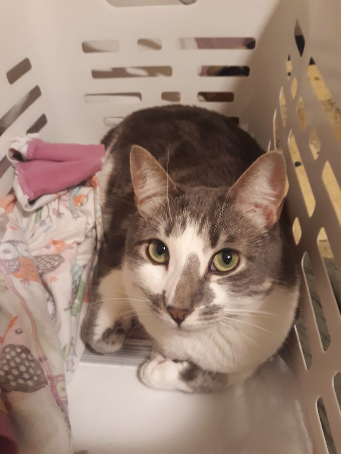 Someone Says To Refer To Your Pet As ‘The Drunk Guy At The Back Of The Bar’ And People Deliver (30 Posts) Someone Says To Refer To Your Pet As ‘The Drunk Guy At The Back Of The Bar’ And People Deliver (30 Posts)