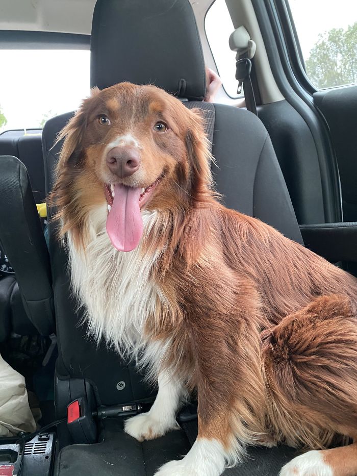 Someone Says To Refer To Your Pet As ‘The Drunk Guy At The Back Of The Bar’ And People Deliver (30 Posts) Someone Says To Refer To Your Pet As ‘The Drunk Guy At The Back Of The Bar’ And People Deliver (30 Posts)