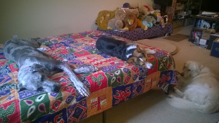 Someone Says To Refer To Your Pet As ‘The Drunk Guy At The Back Of The Bar’ And People Deliver (30 Posts) Someone Says To Refer To Your Pet As ‘The Drunk Guy At The Back Of The Bar’ And People Deliver (30 Posts)