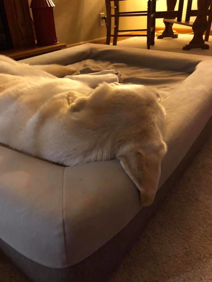 Someone Says To Refer To Your Pet As ‘The Drunk Guy At The Back Of The Bar’ And People Deliver (30 Posts) Someone Says To Refer To Your Pet As ‘The Drunk Guy At The Back Of The Bar’ And People Deliver (30 Posts)