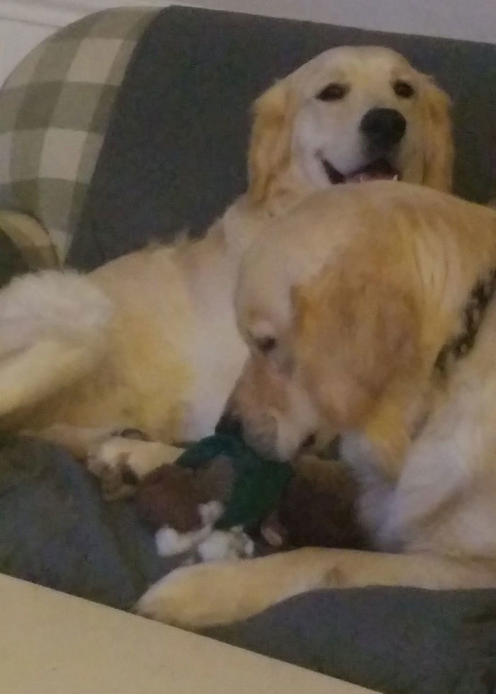 Someone Says To Refer To Your Pet As ‘The Drunk Guy At The Back Of The Bar’ And People Deliver (30 Posts) Someone Says To Refer To Your Pet As ‘The Drunk Guy At The Back Of The Bar’ And People Deliver (30 Posts)