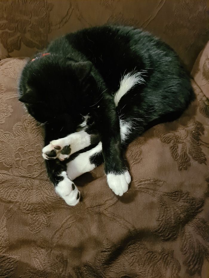 Someone Says To Refer To Your Pet As ‘The Drunk Guy At The Back Of The Bar’ And People Deliver (30 Posts) Someone Says To Refer To Your Pet As ‘The Drunk Guy At The Back Of The Bar’ And People Deliver (30 Posts)