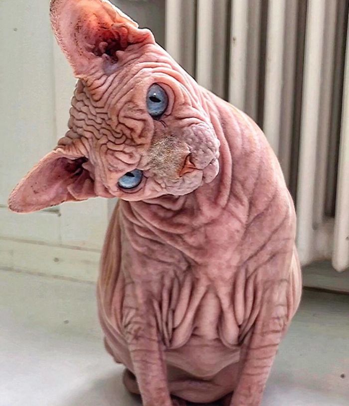 This Extra-Wrinkly Evil-Looking Cat Is Actually Very Lovely (30 Pics) This Extra-Wrinkly Evil-Looking Cat Is Actually Very Lovely (30 Pics)