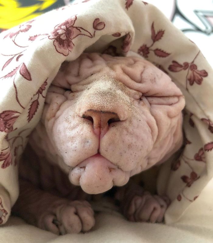 This Extra-Wrinkly Evil-Looking Cat Is Actually Very Lovely (30 Pics) This Extra-Wrinkly Evil-Looking Cat Is Actually Very Lovely (30 Pics)