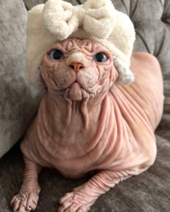 This Extra-Wrinkly Evil-Looking Cat Is Actually Very Lovely (30 Pics) This Extra-Wrinkly Evil-Looking Cat Is Actually Very Lovely (30 Pics)