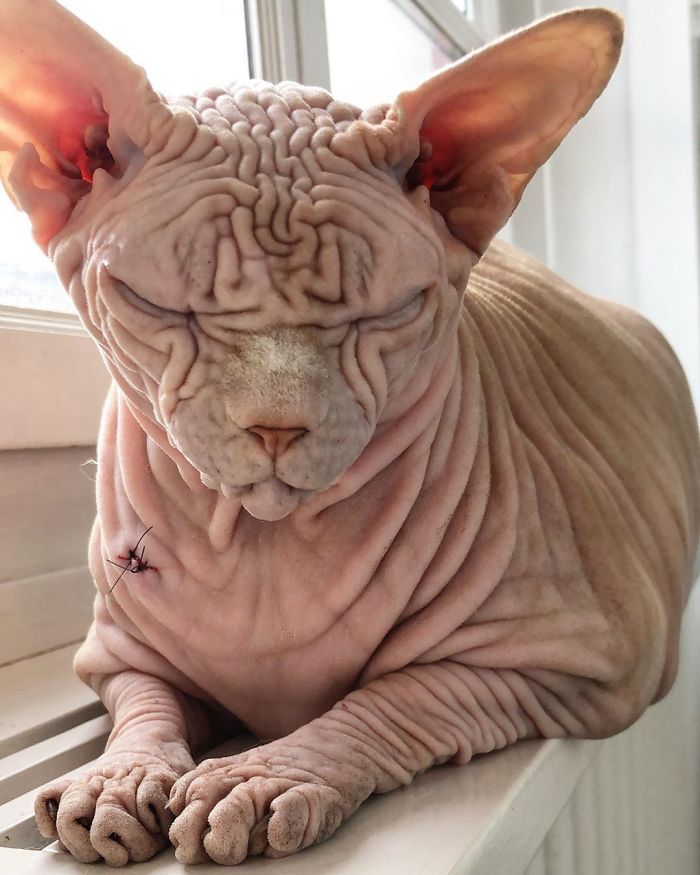 This Extra-Wrinkly Evil-Looking Cat Is Actually Very Lovely (30 Pics) This Extra-Wrinkly Evil-Looking Cat Is Actually Very Lovely (30 Pics)