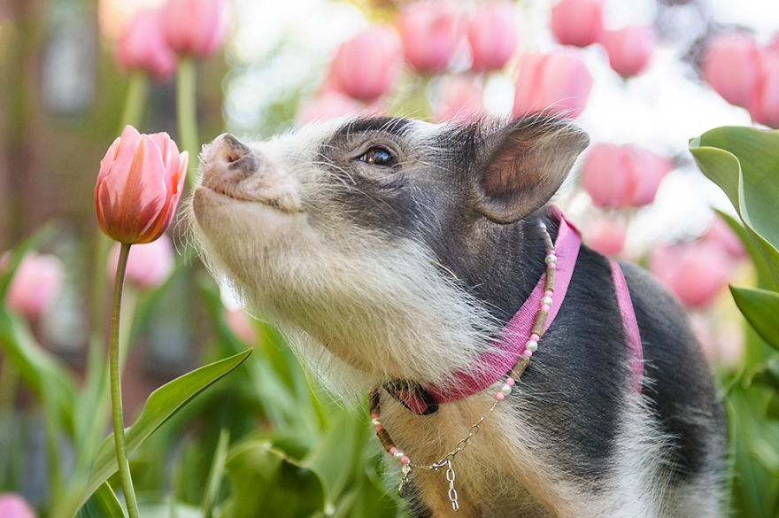 I Photographed A Pig In Pink Tulips I Photographed A Pig In Pink Tulips