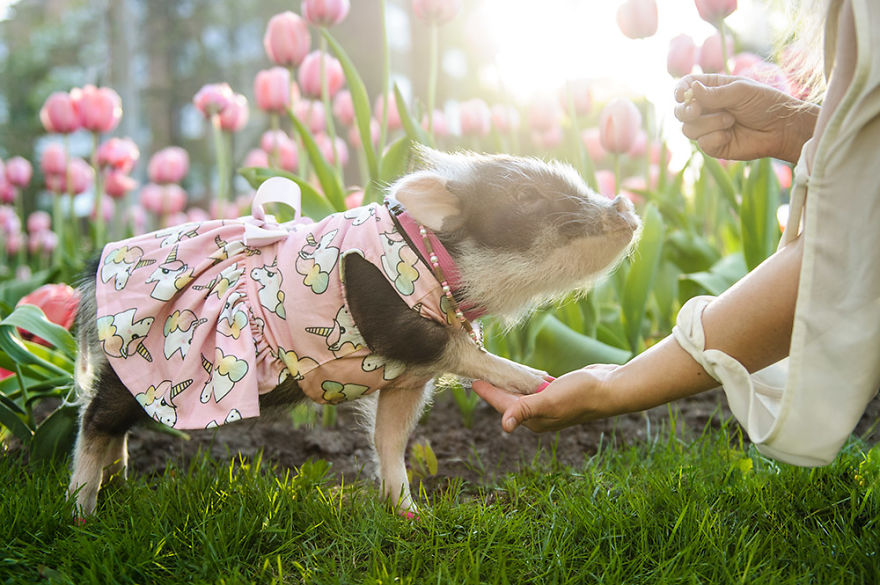 I Photographed A Pig In Pink Tulips I Photographed A Pig In Pink Tulips