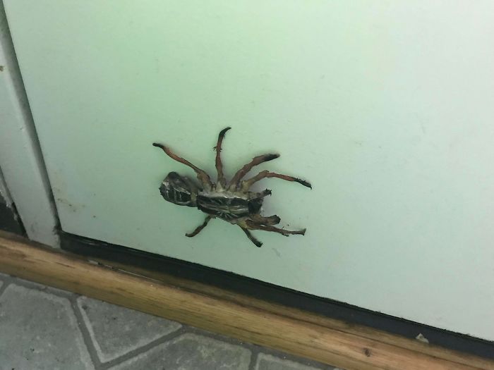 People In Quarantine Finally Have The Time For Cool Projects, And Here Are 32 Of The Most Creative Ones People In Quarantine Finally Have The Time For Cool Projects, And Here Are 32 Of The Most Creative Ones