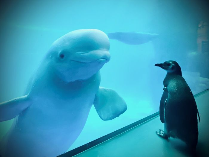 Penguins Meet Beluga Whales In A Closed Aquarium And It&#8217;s Adorable How Curious They Are