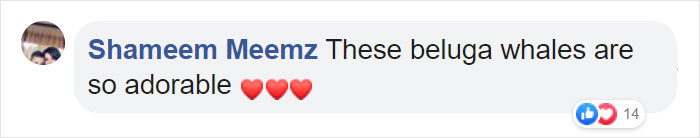 Penguins Meet Beluga Whales In A Closed Aquarium And It&#8217;s Adorable How Curious They Are